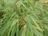 Fargesia rufa  60/80, 3L,12/15T