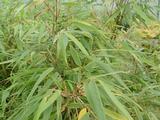 Fargesia rufa  80/100, 5L,20/25T