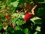 Fragaria vesca 'Alexandria' (BOSAARDBEI)