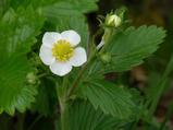 Fragaria rubicola 'Mount Omei'