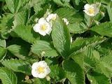 Fragaria vesca (BOSAARDBEI)