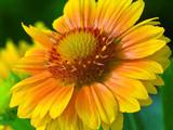 Gaillardia 'Arizona Apricot'