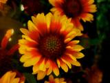 Gaillardia aristata