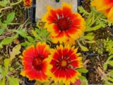 Gaillardia 'Arizona Sun'