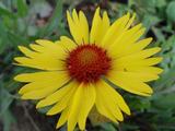 Gaillardia 'Amber Wheels'