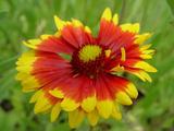 Gaillardia 'Bremen'