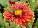Gaillardia 'Burgunder'