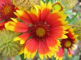 Gaillardia 'Dazzler'