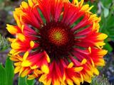 Gaillardia 'Frenzy' PBR