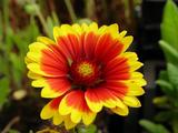 Gaillardia 'Kobold'