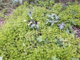 Galium odoratum