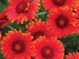 Gaillardia 'Red Sun' PBR