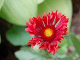Gaillardia 'Tizzy' PBR