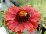 Gaillardia 'Tokayer'