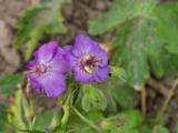 Geranium phaeum 'Blauwvoet' [J.S.]