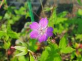 Geranium nodosum 'Darkleaf'