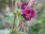 Geranium phaeum 'Golden Spring'