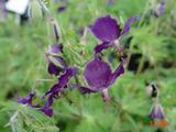Geranium phaeum 'Klepper' [J.S.]