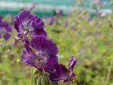 Geranium phaeum 'Lilly Lovell'