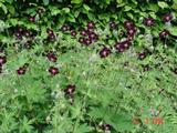 Geranium phaeum 'Mourning Widow'