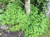 Geranium nodosum
