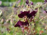 Geranium phaeum