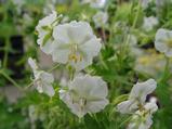 Geranium phaeum 'Album'