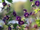 Geranium phaeum 'Raven'