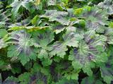 Geranium phaeum 'Samobor'