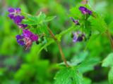 Geranium phaeum 'Saturn'