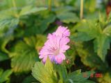 Geranium nodosum 'Simon'