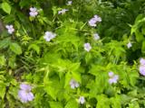 Geranium nodosum 'Svelte Lilac'