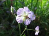 Geranium phaeum 'Walküre'
