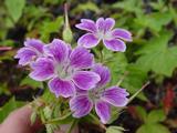 Geranium nodosum 'Whiteleaf'
