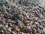 Glechoma hederacea