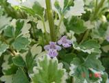 Glechoma hederacea 'Variegata'