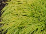 Hakonechloa macra 'All Gold'