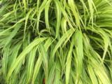 Hakonechloa macra 'Albostriata'