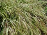 Hakonechloa macra 'Aureola'