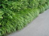 Hakonechloa macra