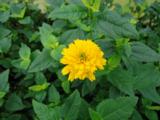 Heliopsis helianthoides 'Asahi'