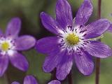 Hepatica nobilis 'Blue Forest'