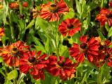 Helenium 'Baudirektor Linne'