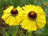 Helenium 'Blütentisch'