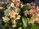 Helleborus nigercors (x) 'Candy Love' PBR