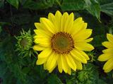 Helianthus decapetalus 'Capenoch Star'