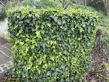 Hedera helix