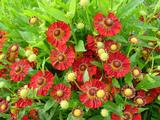 Helenium 'Dunkle Pracht'