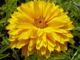 Heliopsis helianthoides 'Goldgefieder'