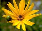 Helianthus atrorubens 'Giganteus'